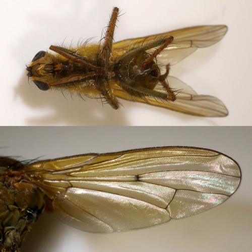 Scathophaga stercoraria